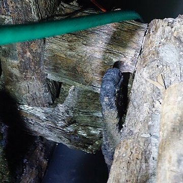 Puits de la mine Haus Österreich