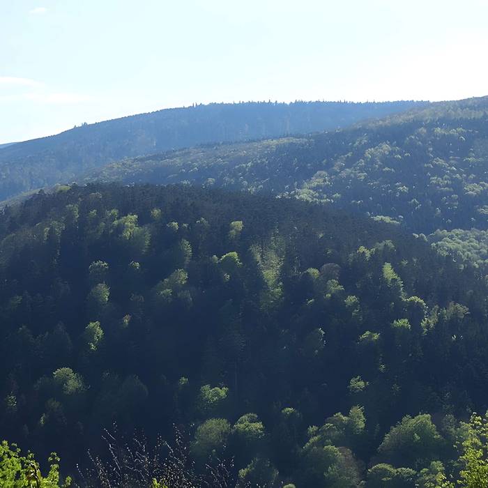Photo de Ruines du château Guirbaden