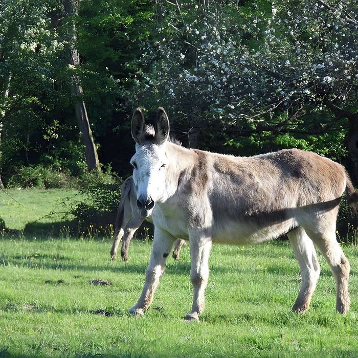 Photo de Ancien couvent des chanoines réguliers de saint Augustin