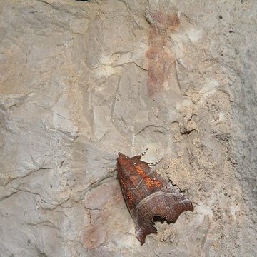 Fort du Larmont inférieur