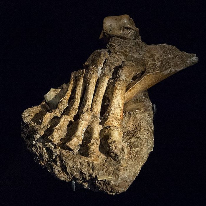 Photo de Gisement préhistorique de la Ferrassie à Savignac-de-Miremont