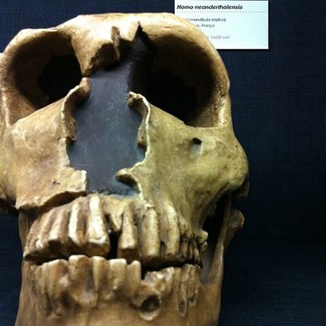 Gisement préhistorique de la Ferrassie à Savignac-de-Miremont