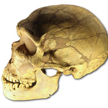 Gisement préhistorique de la Ferrassie à Savignac-de-Miremont