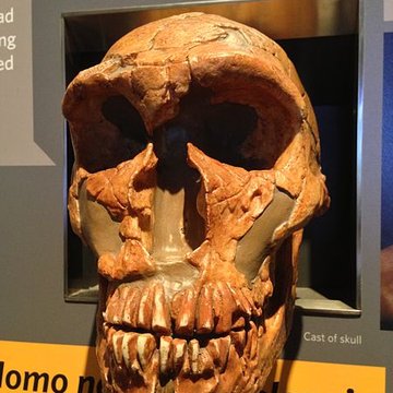 Gisement préhistorique de la Ferrassie à Savignac-de-Miremont