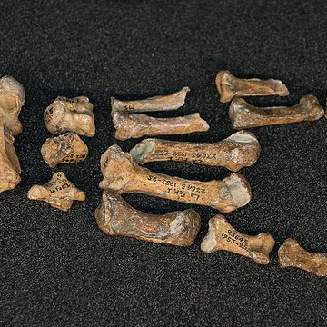 Gisement préhistorique de la Ferrassie à Savignac-de-Miremont