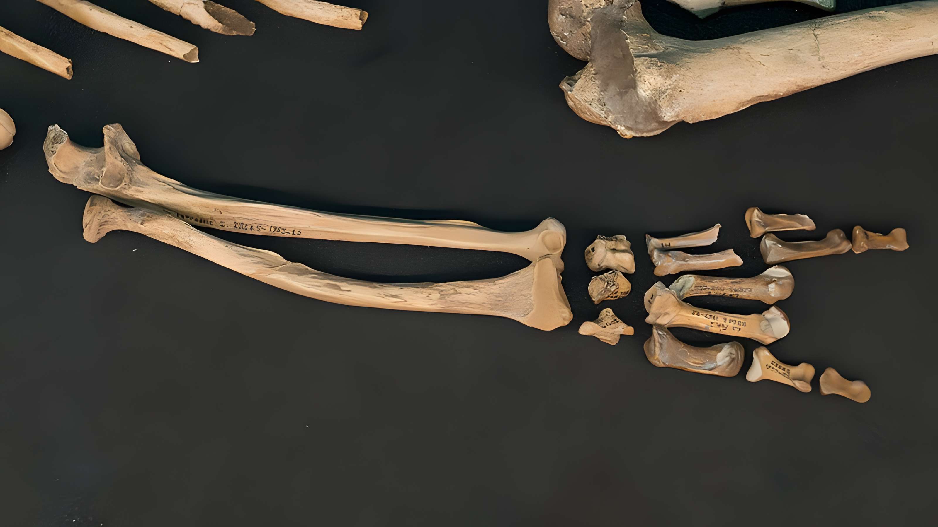 Gisement préhistorique de la Ferrassie à Savignac-de-Miremont