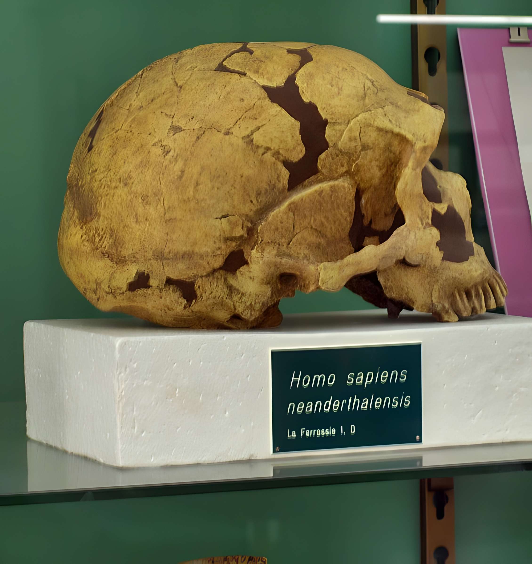 Gisement préhistorique de la Ferrassie à Savignac-de-Miremont