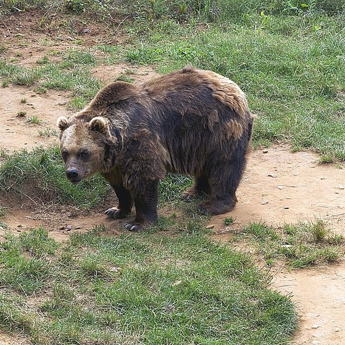 Photo de Gisement préhistorique du Régourdou à Montignac