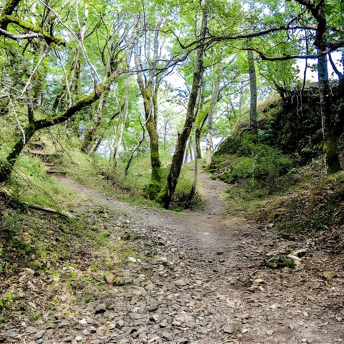 Photo de Ruines du château de Freundstein