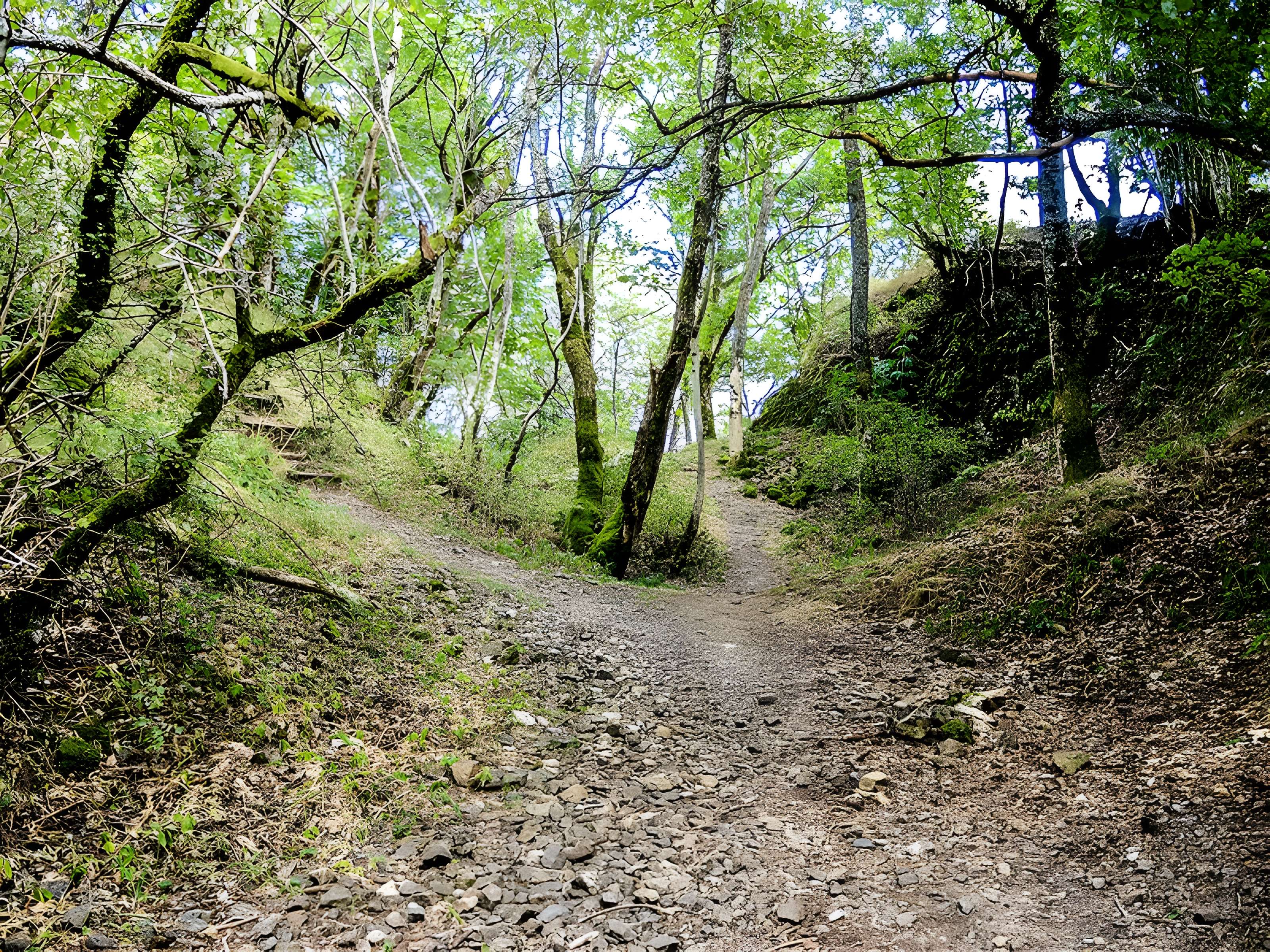 Ruines du château de Freundstein