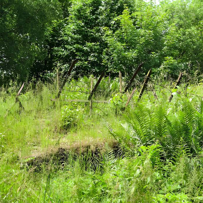 Photo de Champ de bataille de lHartmannswillerkopf dans la forêt communale également sur communes de Hartmannswiller, Soultz-Haut-Rhin, Wattwiller et Wuenheim