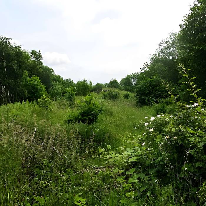 Photo de Champ de bataille de lHartmannswillerkopf dans la forêt communale également sur communes de Hartmannswiller, Soultz-Haut-Rhin, Wattwiller et Wuenheim