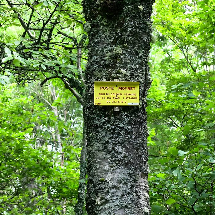 Photo de Champ de bataille de lHartmannswillerkopf dans la forêt communale également sur communes de Hartmannswiller, Soultz-Haut-Rhin, Wattwiller et Wuenheim