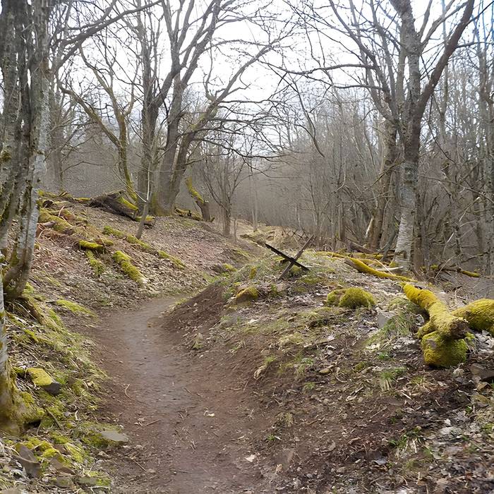 Photo de Champ de bataille de lHartmannswillerkopf dans la forêt communale également sur communes de Hartmannswiller, Soultz-Haut-Rhin, Wattwiller et Wuenheim