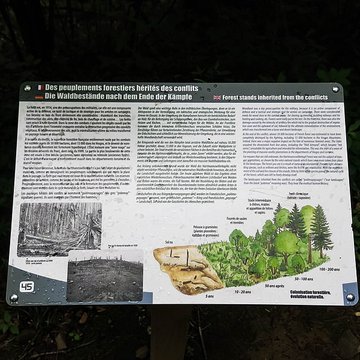 Champ de bataille de lHartmannswillerkopf dans la forêt communale