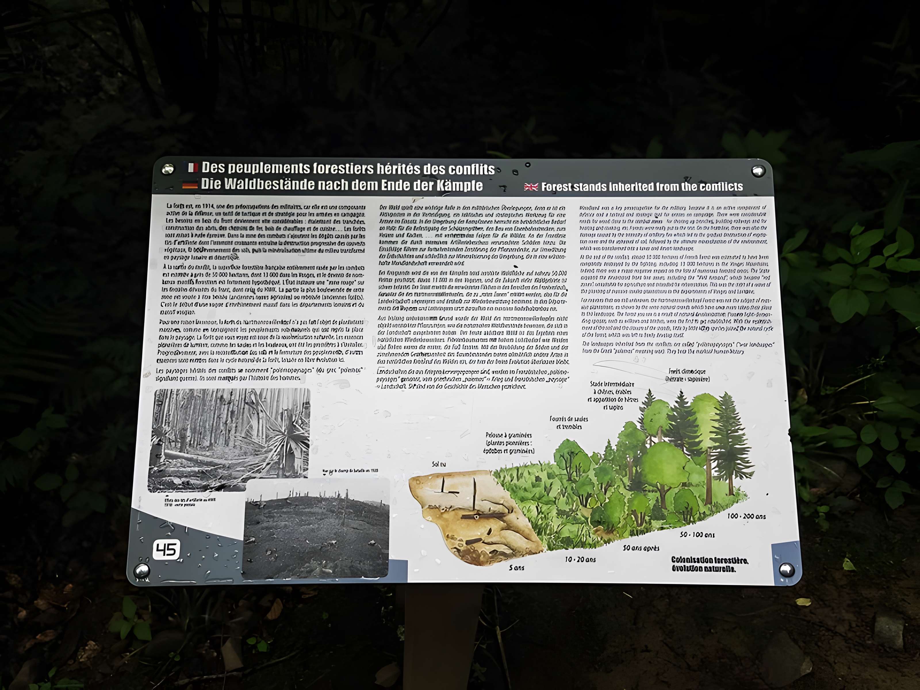 Champ de bataille de l'Hartmannswillerkopf dans la forêt communale