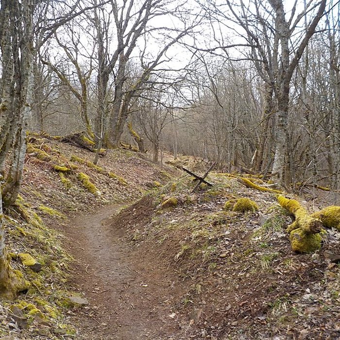 Photo de Champ de bataille de lHartmannswillerkopt dans la forêt communale également sur communes de Soultz-Haut-Rhin, Uffholtz, Wattwiller et Wuenheim