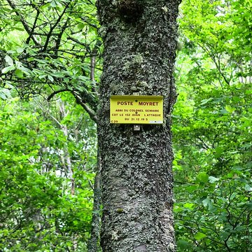 Champ de bataille de lHartmannswillerkopt dans la forêt communale également sur communes de Soultz-Haut-Rhin, Uffholtz, Wattwiller et Wuenheim