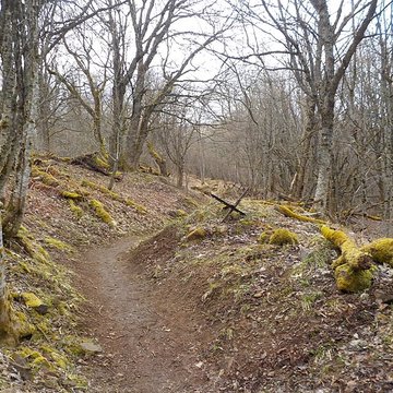 Champ de bataille de lHartmannswillerkopt dans la forêt communale également sur communes de Soultz-Haut-Rhin, Uffholtz, Wattwiller et Wuenheim