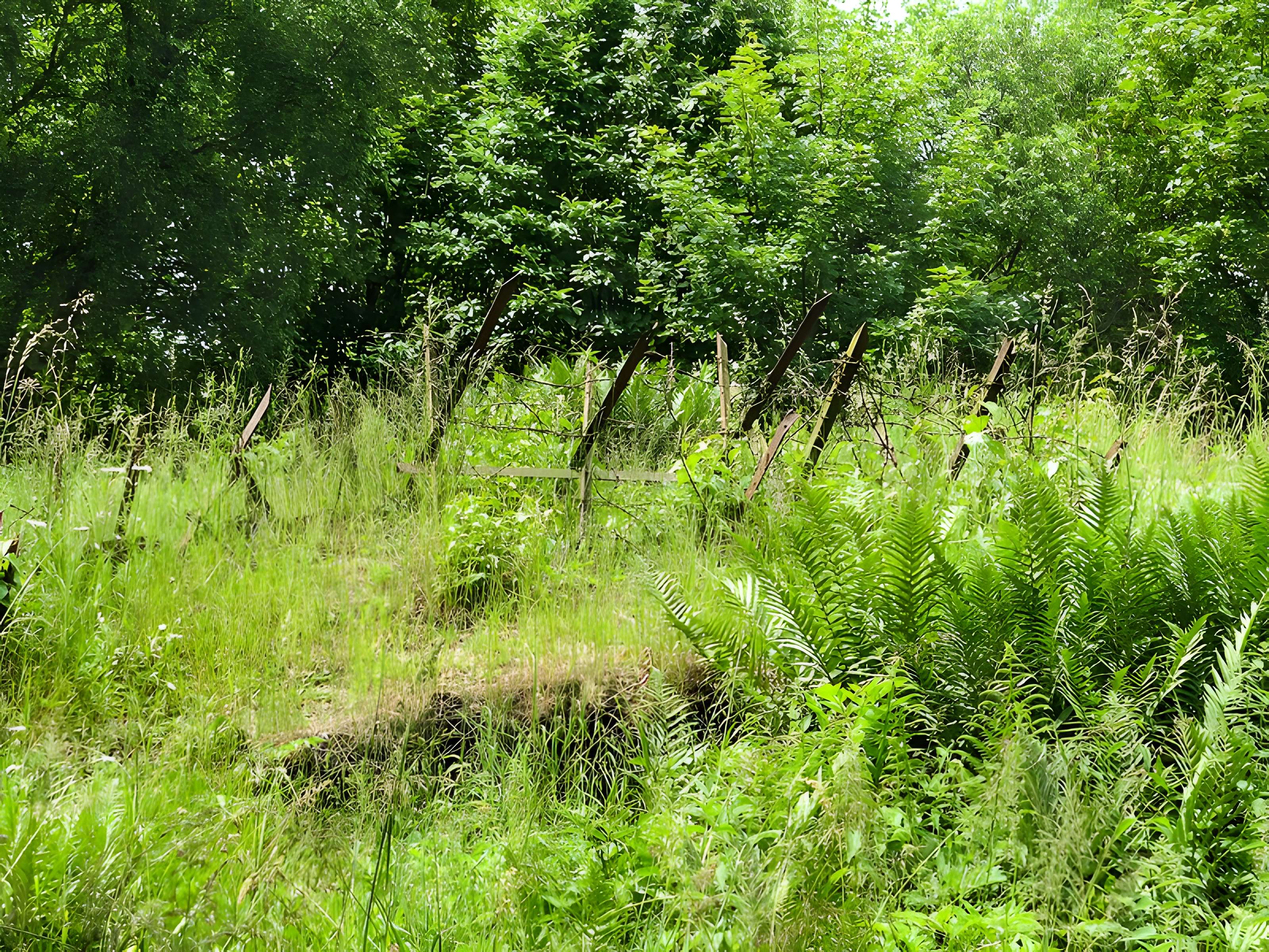 Champ de bataille de l'Hartmannswillerkopt dans la forêt communale (également sur communes de Soultz-Haut-Rhin, Uffholtz, Wattwiller et Wuenheim)
