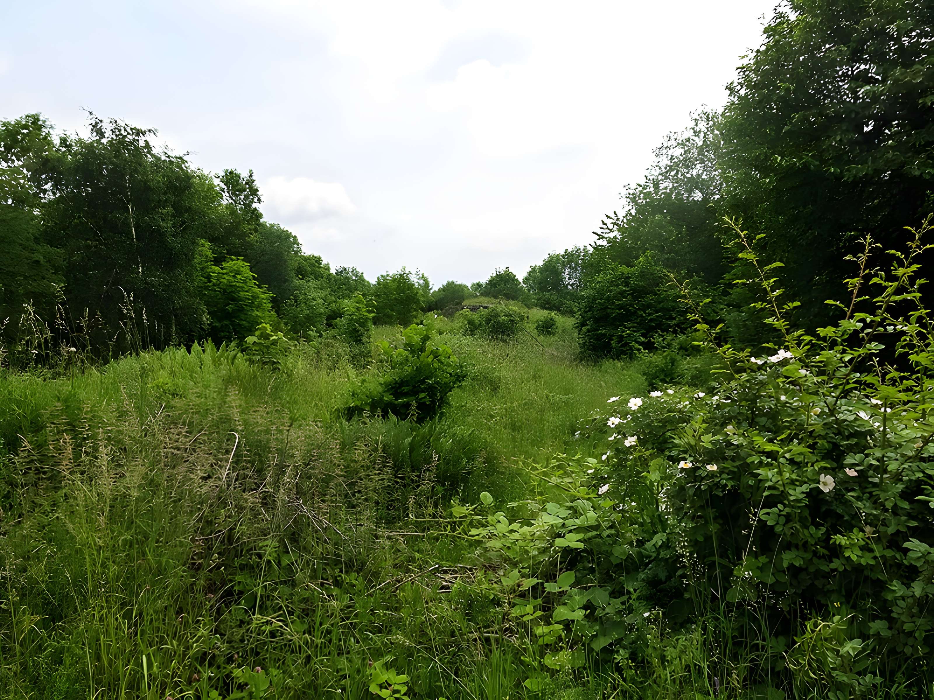 Champ de bataille de l'Hartmannswillerkopt dans la forêt communale (également sur communes de Soultz-Haut-Rhin, Uffholtz, Wattwiller et Wuenheim)