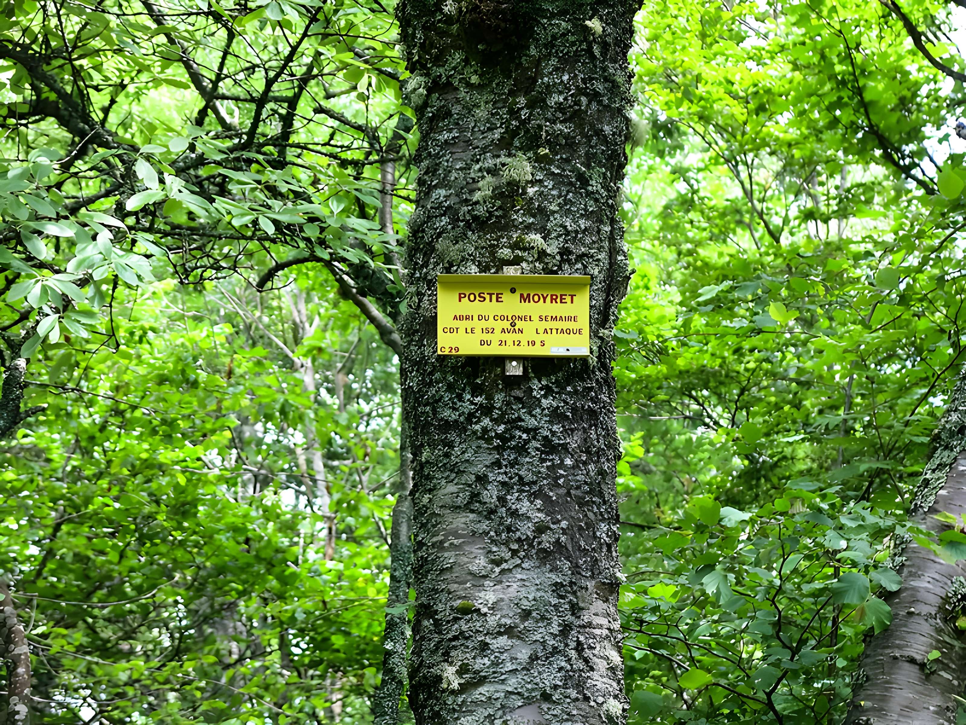 Champ de bataille de l'Hartmannswillerkopt dans la forêt communale (également sur communes de Soultz-Haut-Rhin, Uffholtz, Wattwiller et Wuenheim)