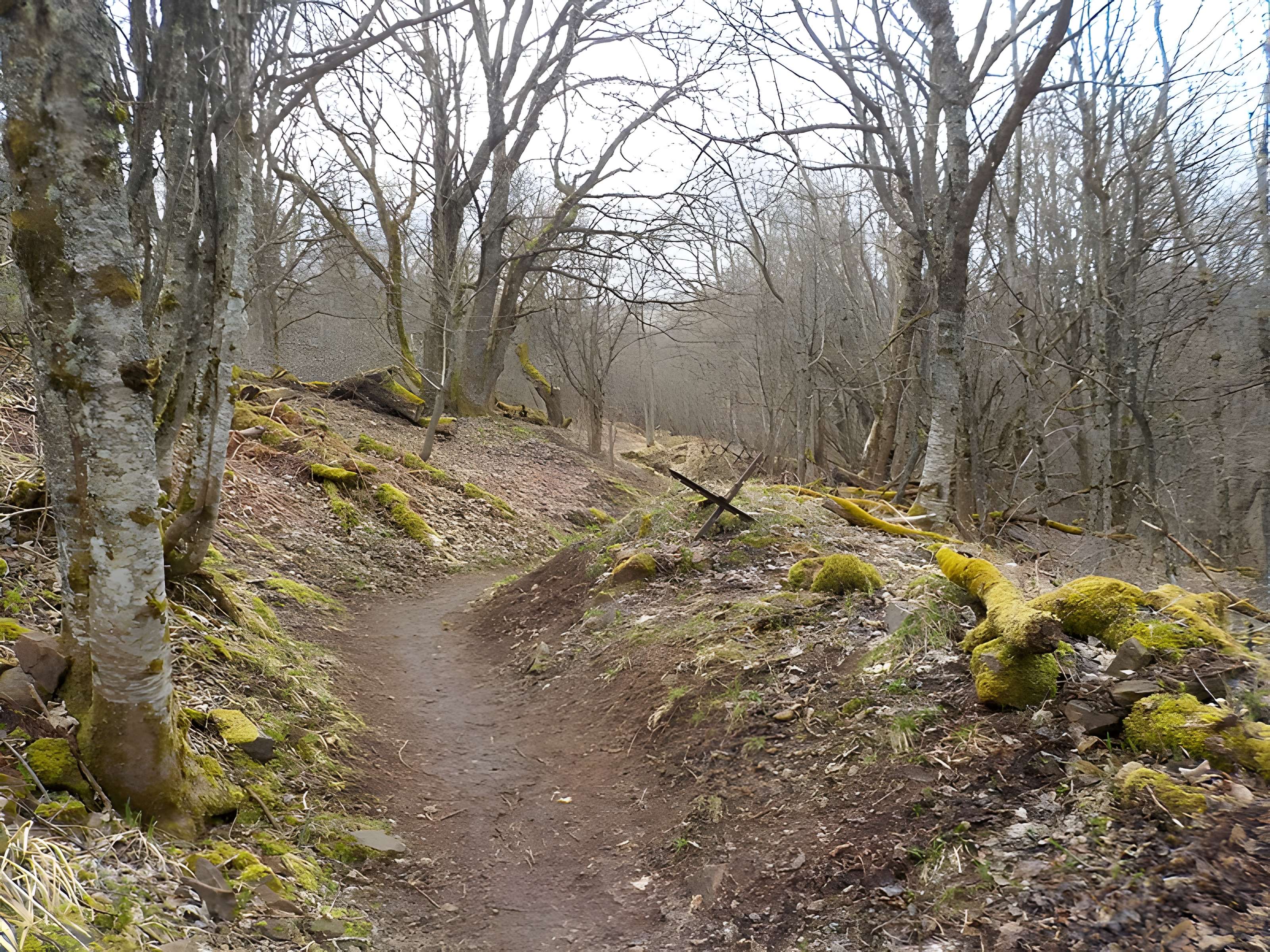 Champ de bataille de l'Hartmannswillerkopt dans la forêt communale (également sur communes de Soultz-Haut-Rhin, Uffholtz, Wattwiller et Wuenheim)