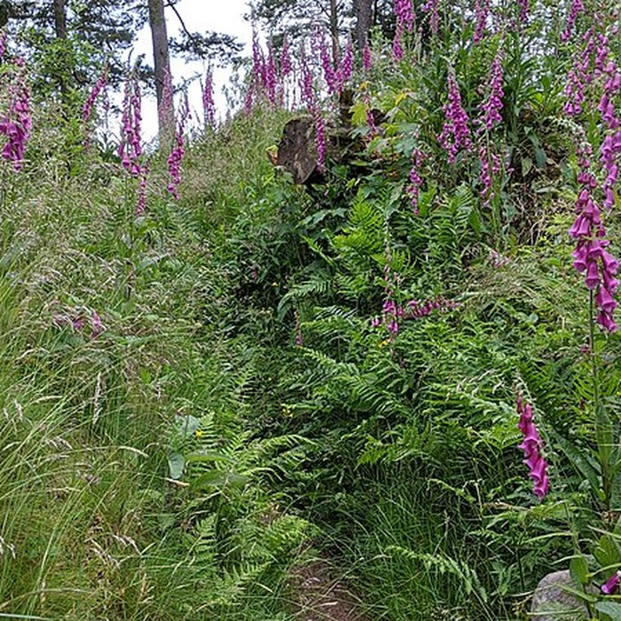 Photo de Champ de bataille du Linge