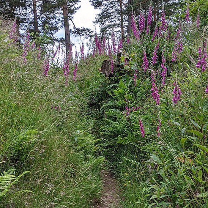 Photo de Champ de bataille du Linge