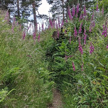 Champ de bataille du Linge