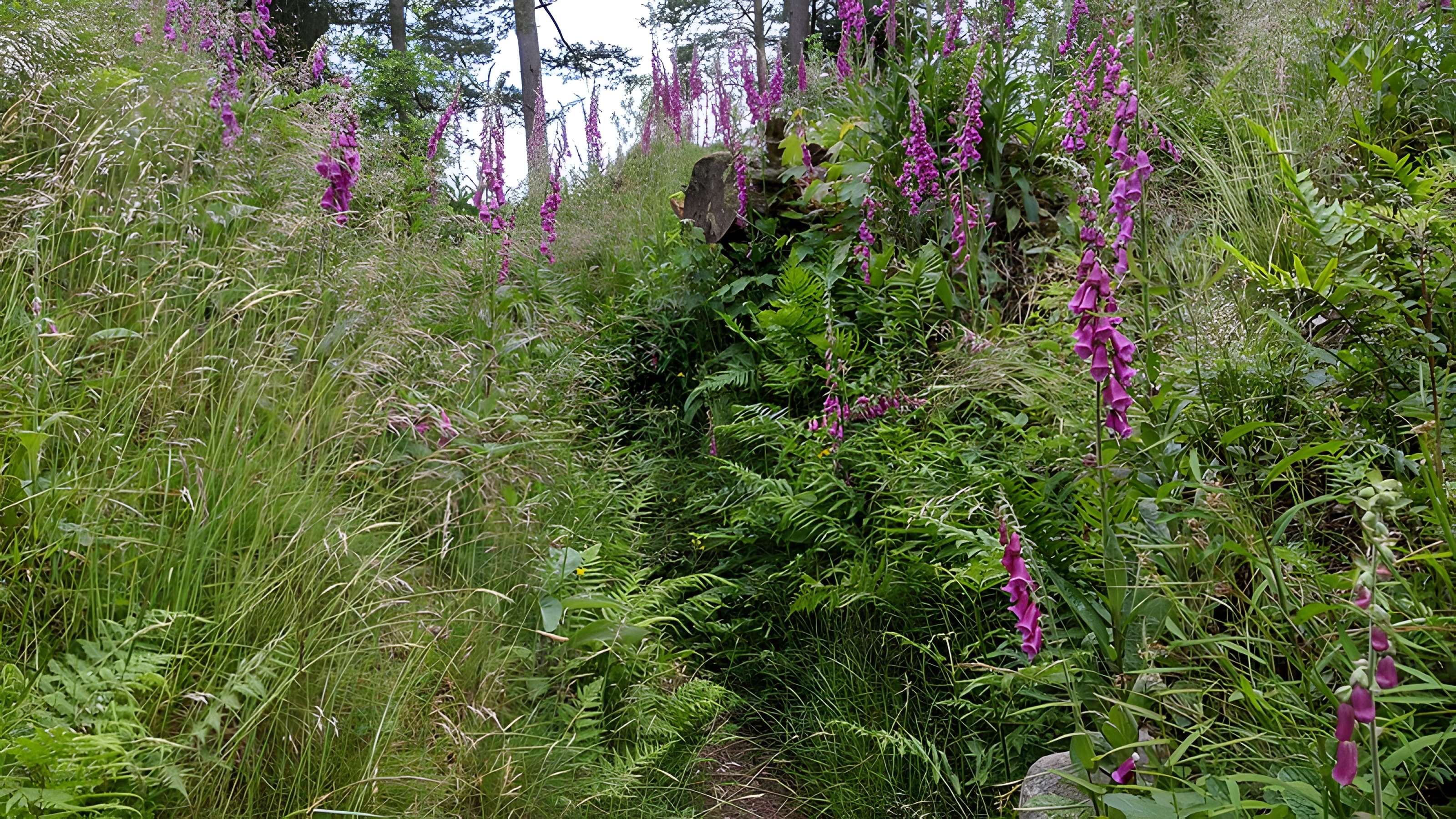 Champ de bataille du Linge