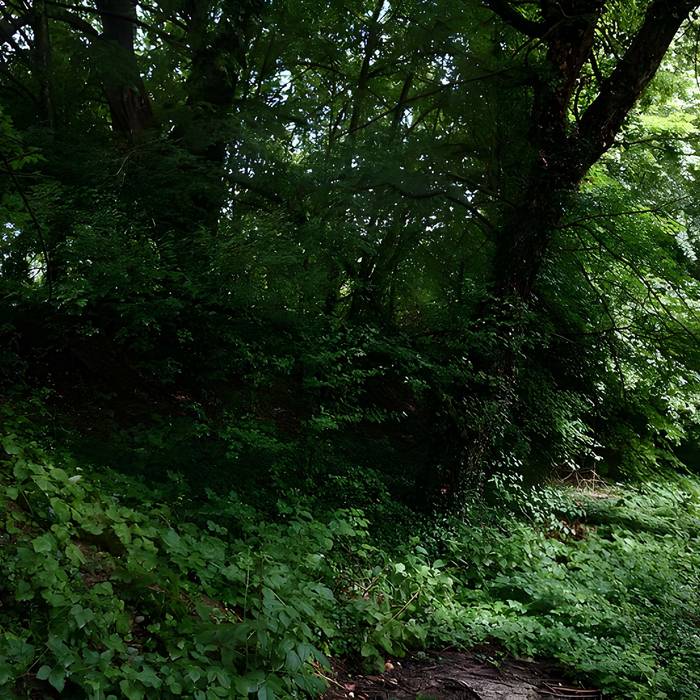 Photo de Vestiges du château de Butenheim