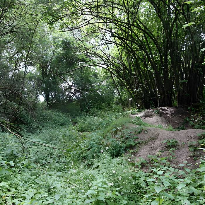 Photo de Vestiges du château de Butenheim