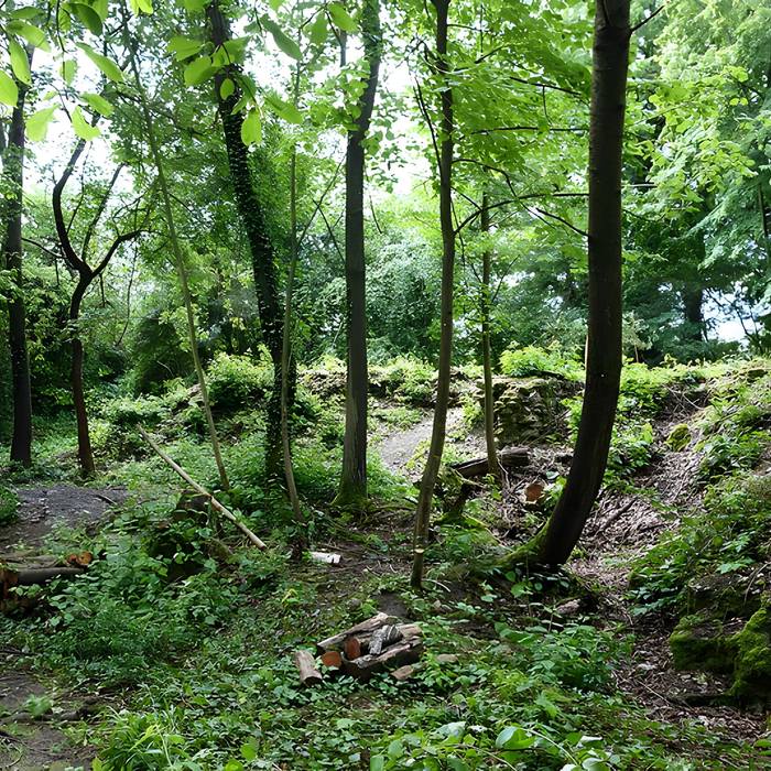 Photo de Vestiges du château de Butenheim
