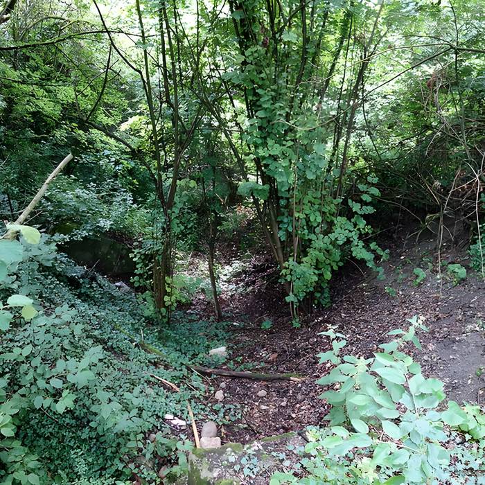 Photo de Vestiges du château de Butenheim