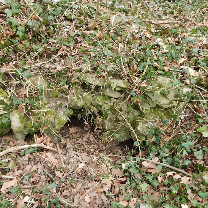Photo de Vestiges du château de Butenheim