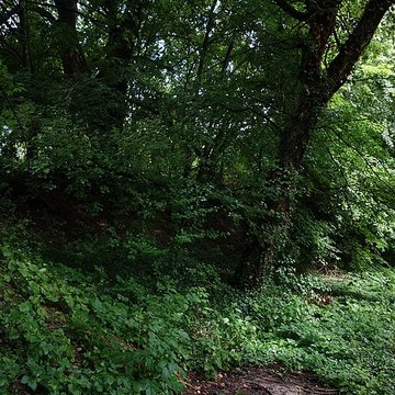 Vestiges du château de Butenheim
