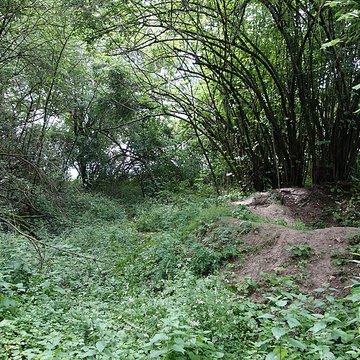 Vestiges du château de Butenheim