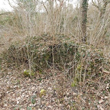 Vestiges du château de Butenheim
