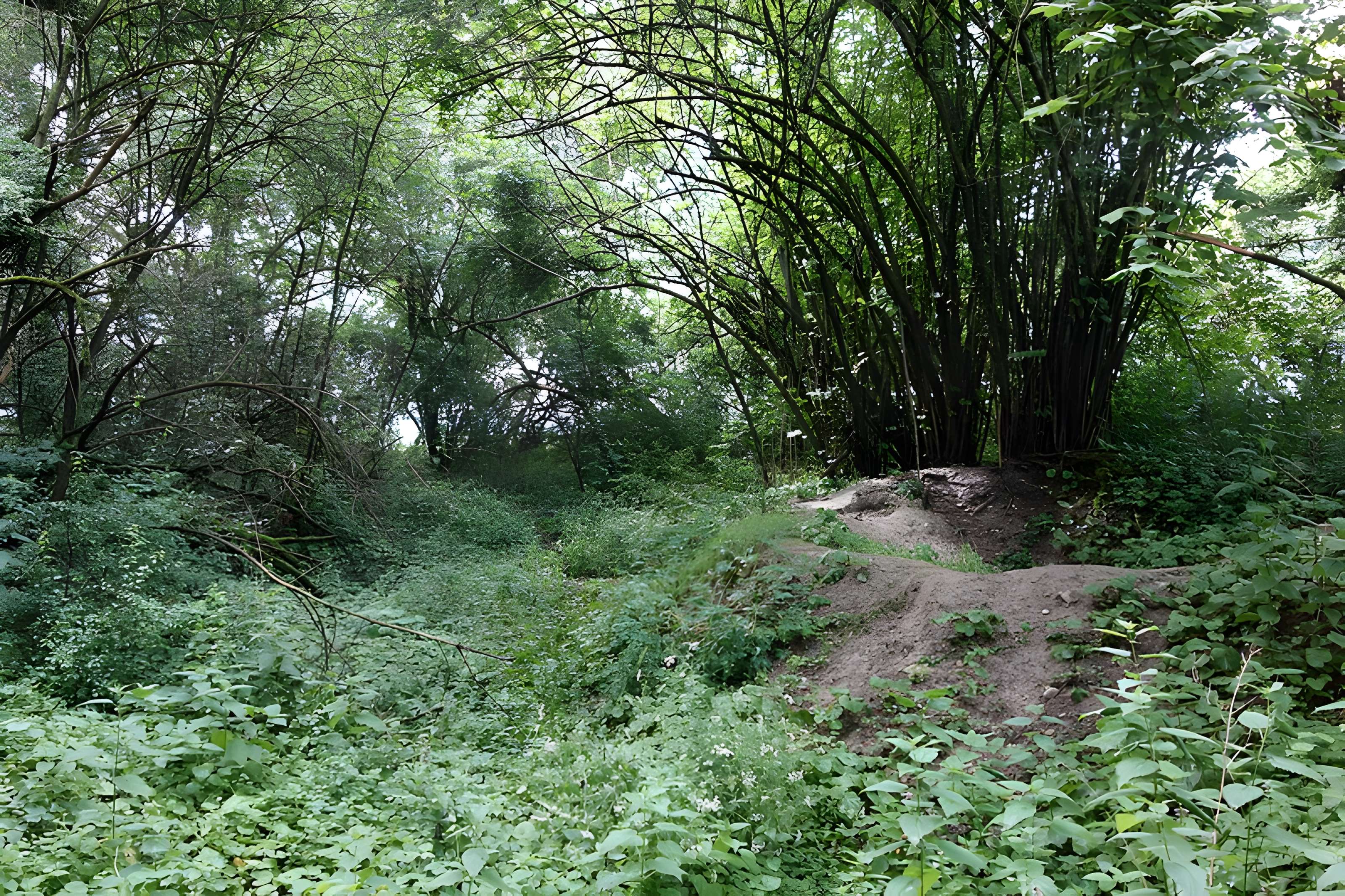 Vestiges du château de Butenheim