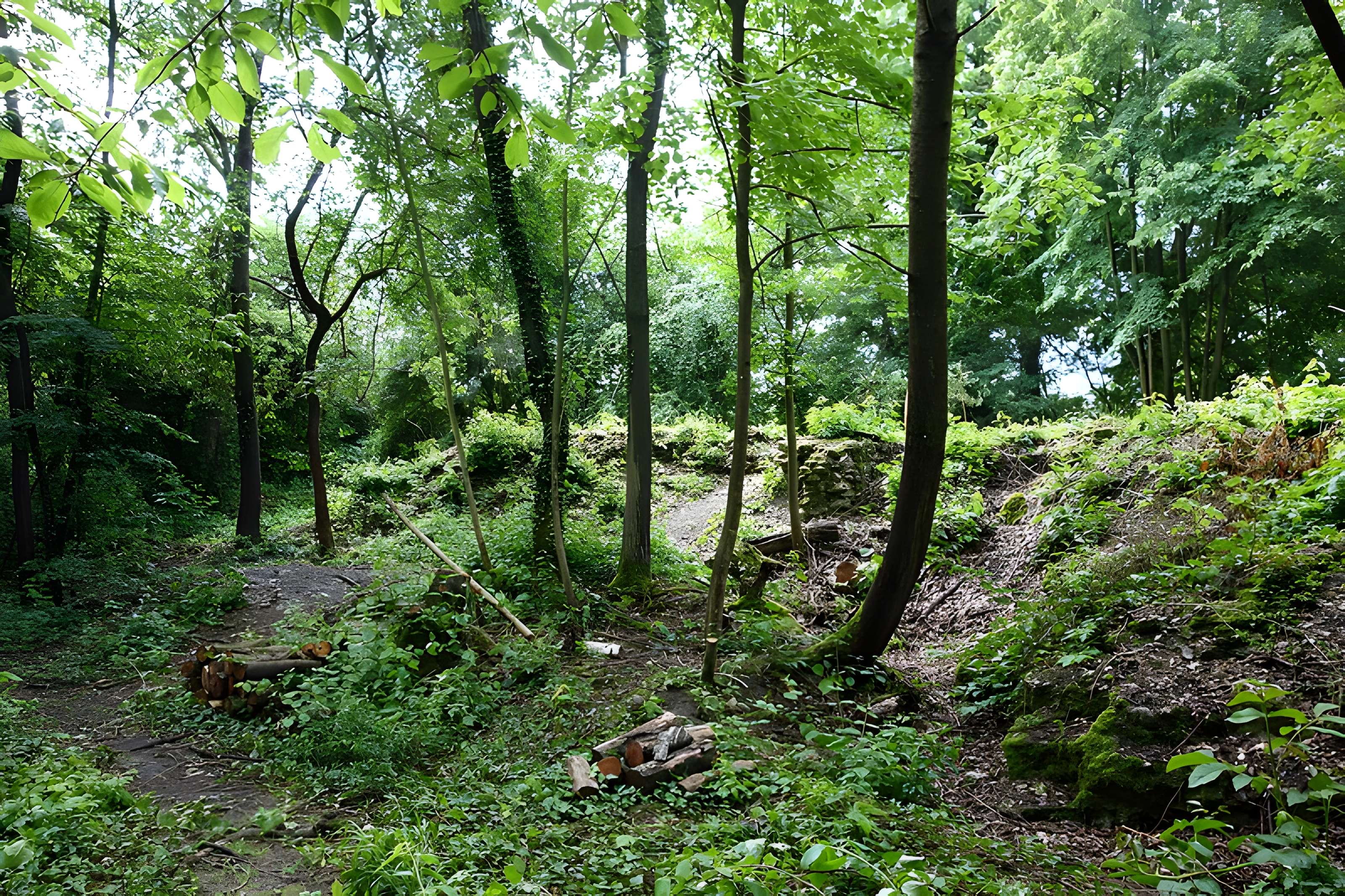Vestiges du château de Butenheim