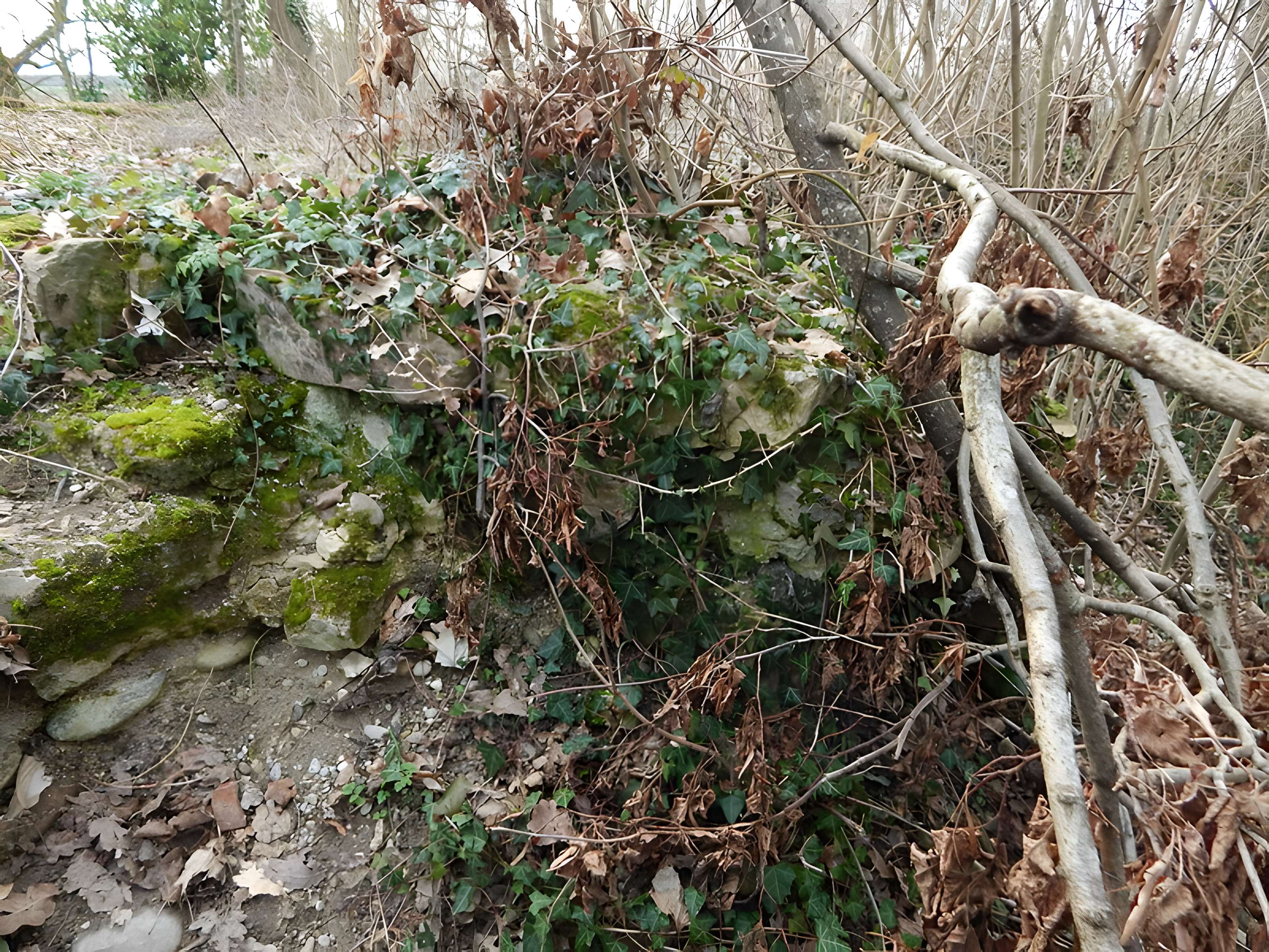 Vestiges du château de Butenheim