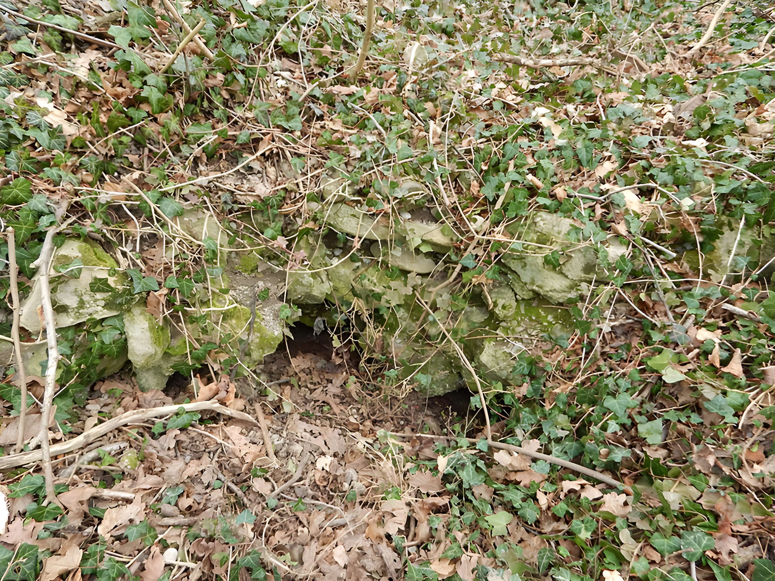 Vestiges du château de Butenheim