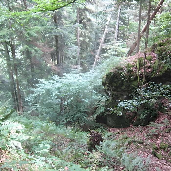 Photo de Ruines du château de Reichenstein