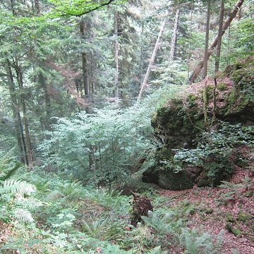 Ruines du château de Reichenstein