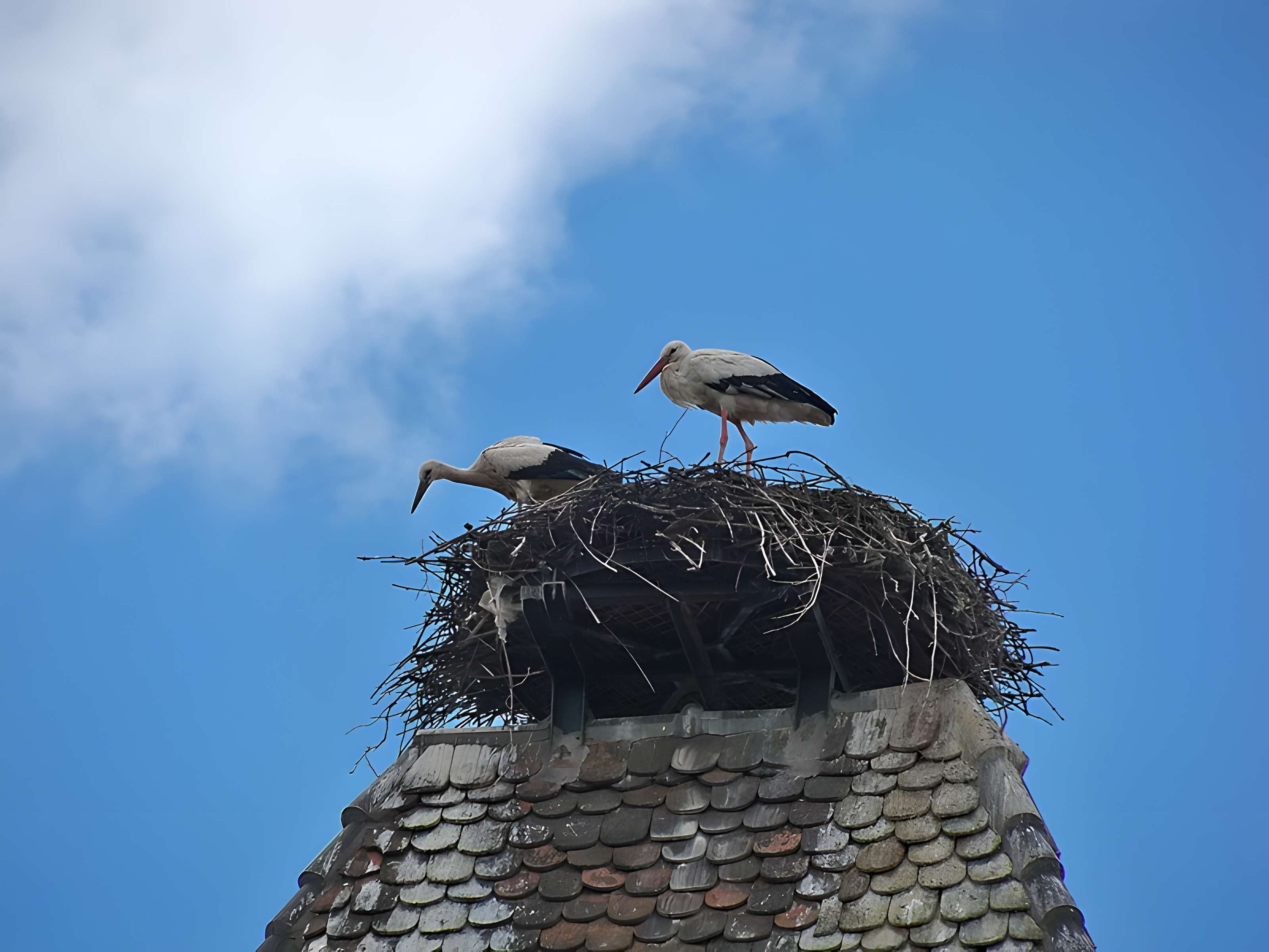 Vestiges de l'enceinte fortifiée urbaine