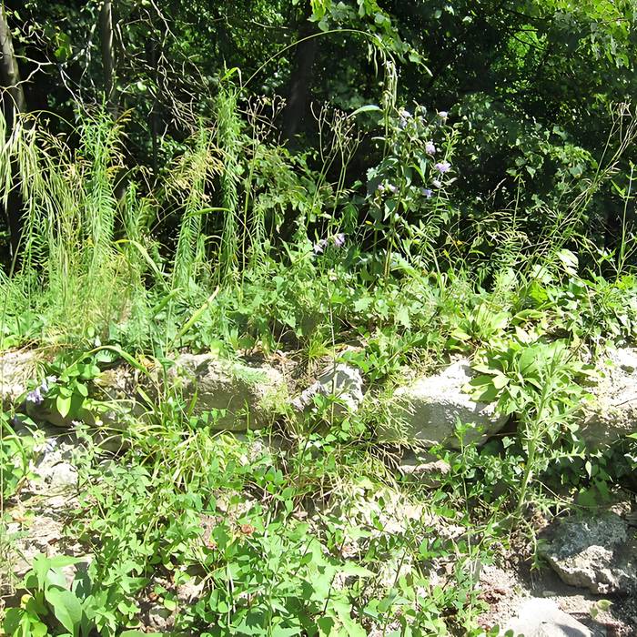 Photo de Ruinas del Castillo de La Hayneck