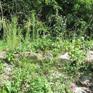 Ruines du château de Hagueneck