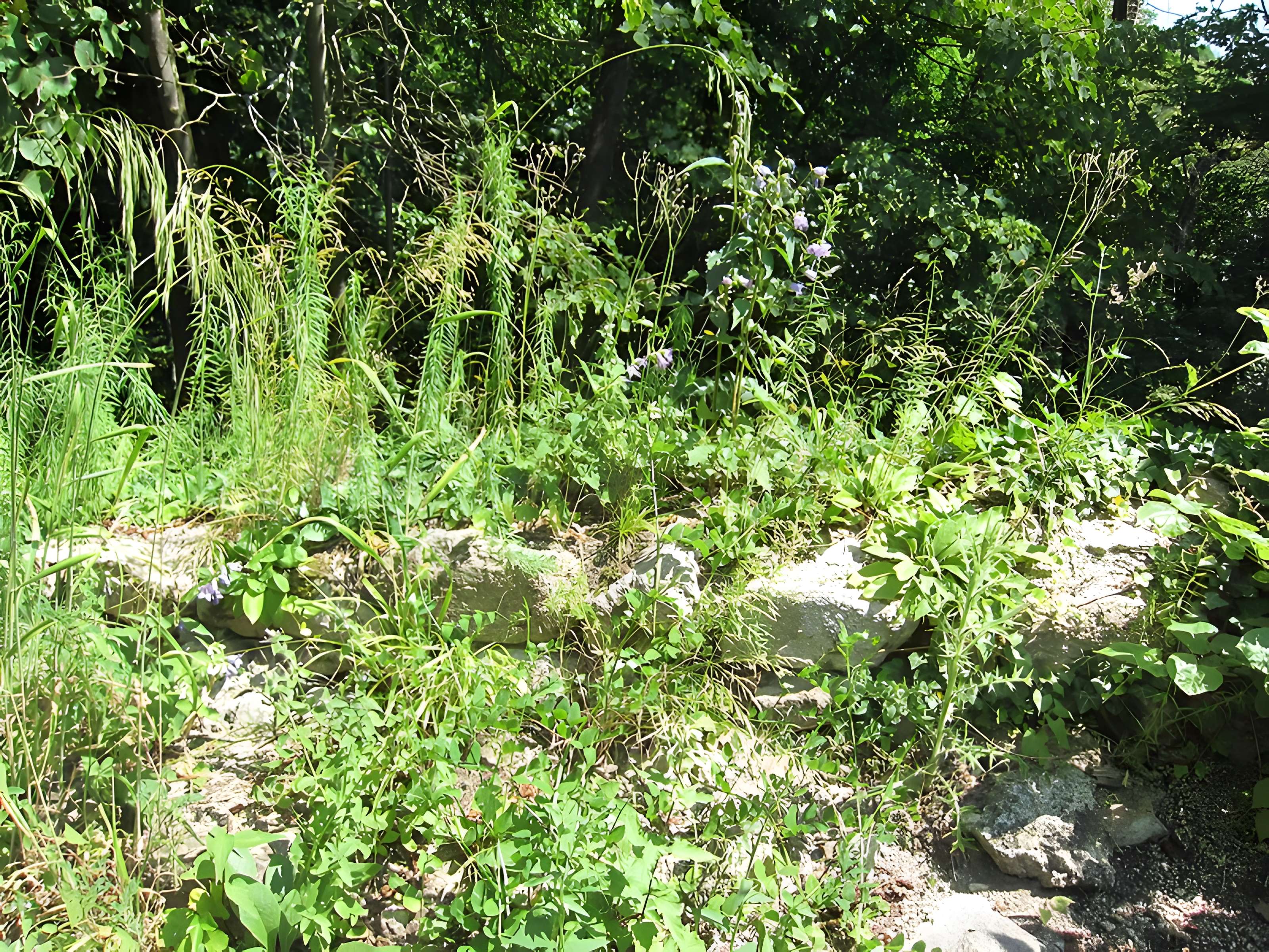 Ruines du château de Hagueneck