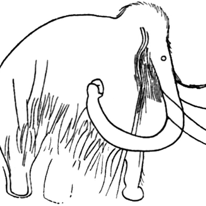 Photo de Grotte des Combarelles aux Eyzies-de-Tayac-Sireuil